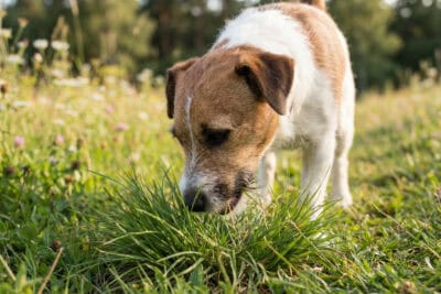 Hund frisst Gras