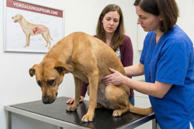 Sodbrennen beim Hund